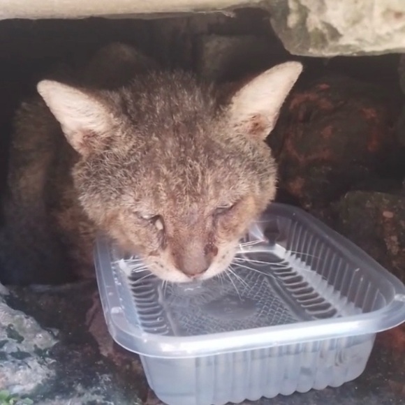 Here are some of my rescues ❤️ will add pics of every saved animal 🙏 - Picture 12 of 12